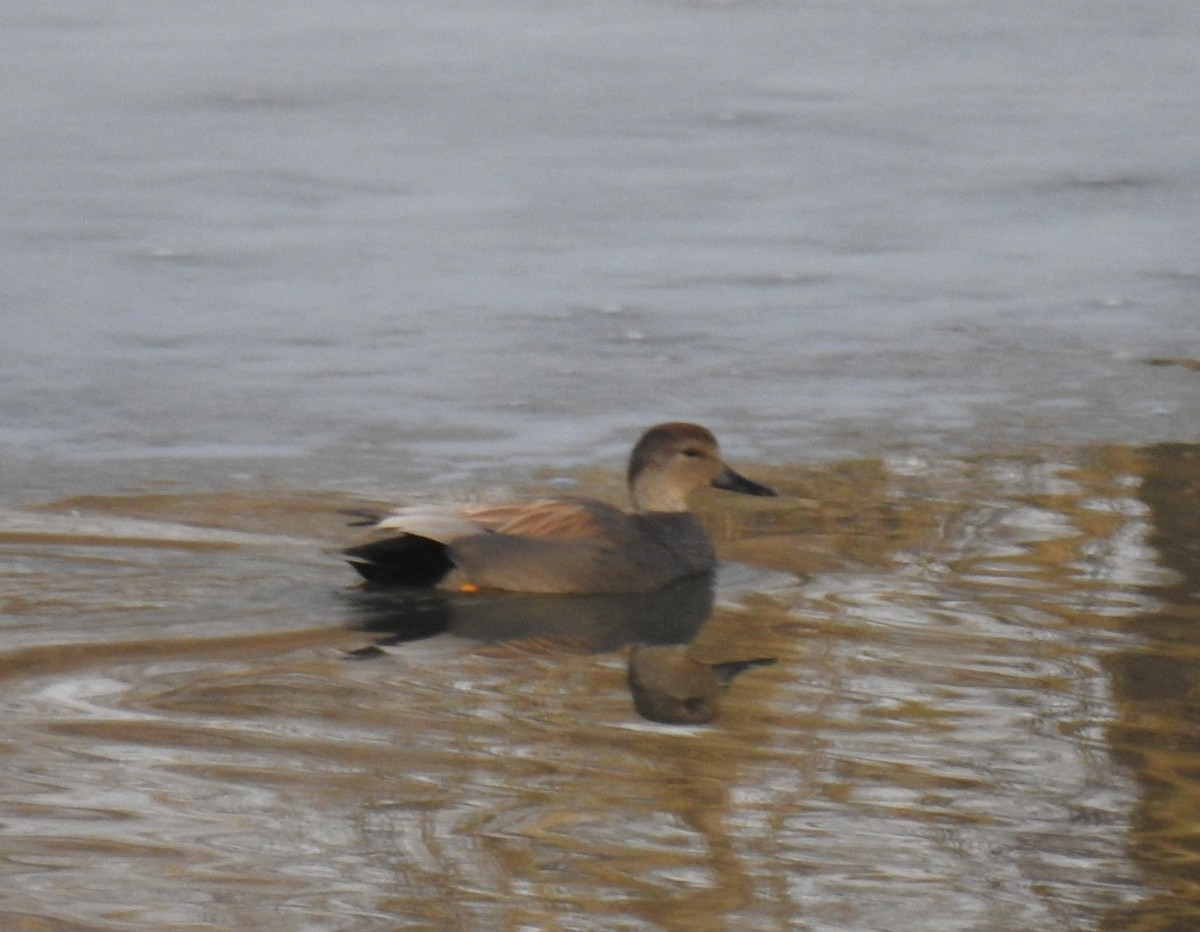 Gadwall - ML422441741