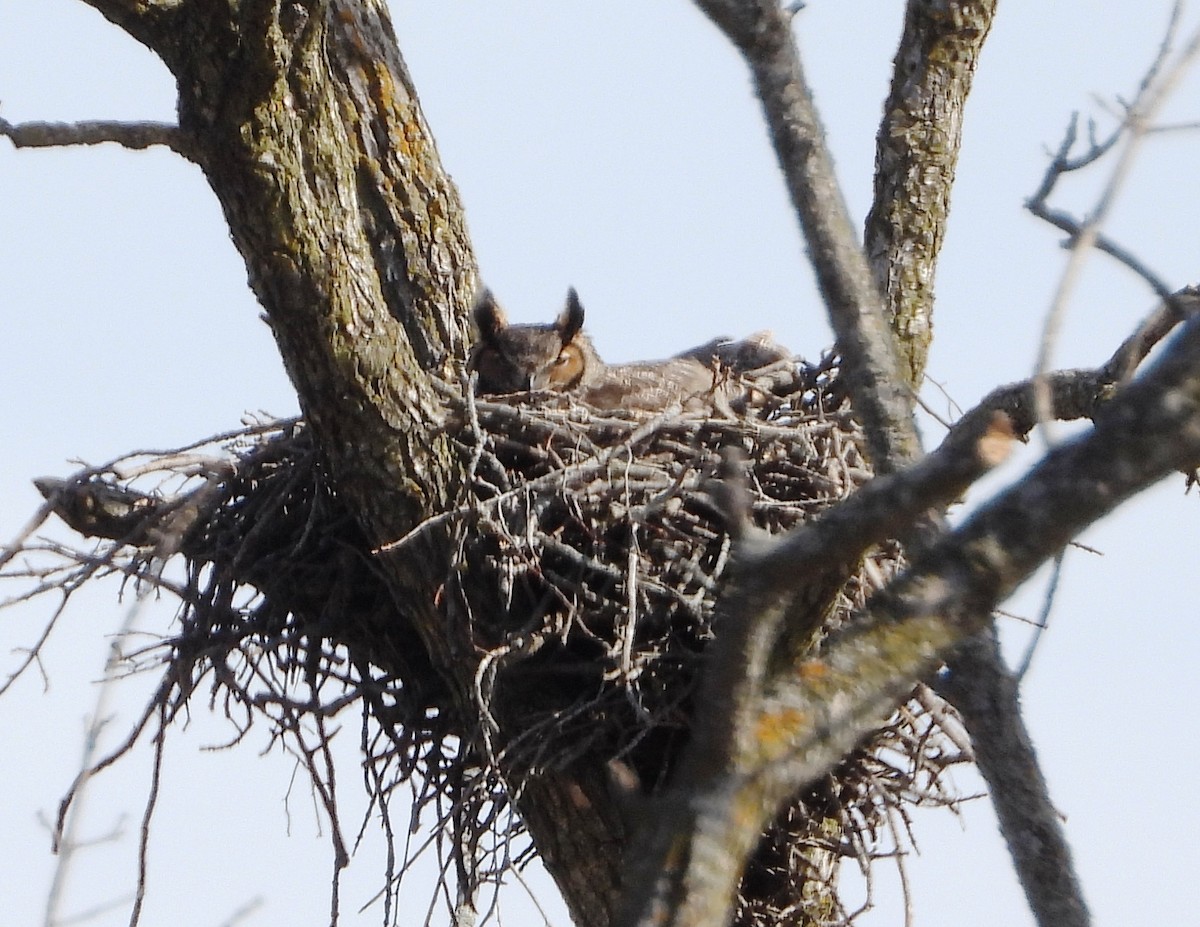 výr virginský - ML422442001