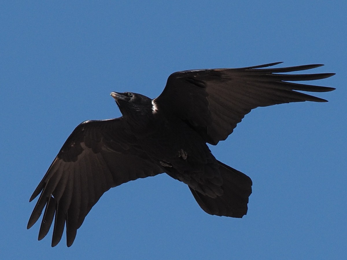 Chihuahuan Raven - ML422442041
