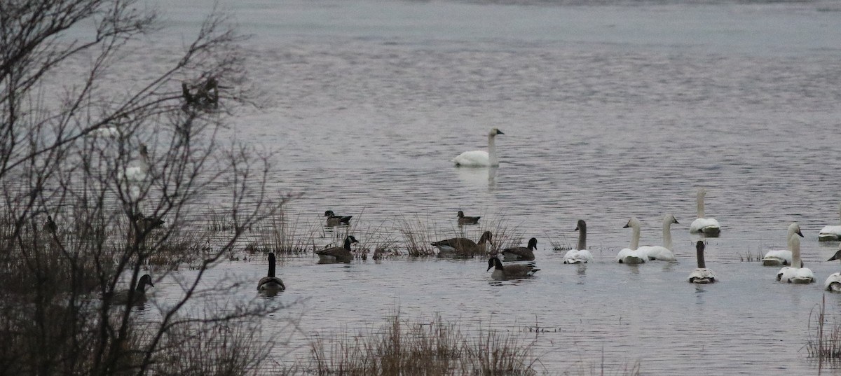 Wood Duck - ML422443951