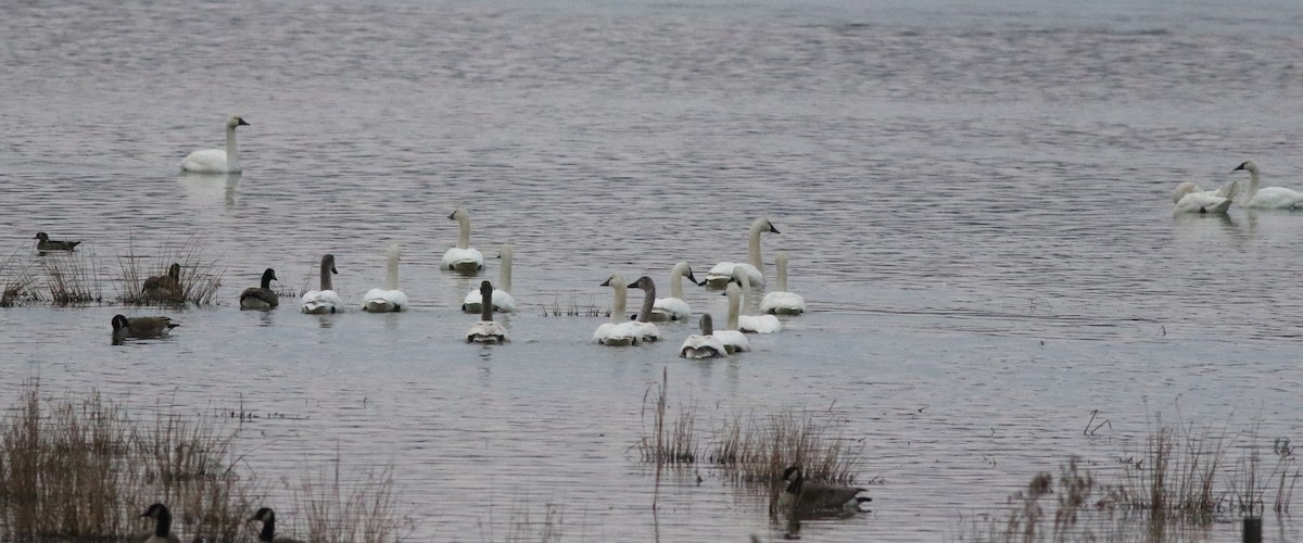 Гунгар хун - ML422444071