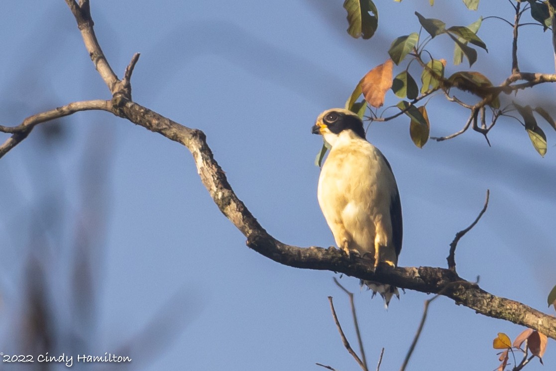 Laughing Falcon - ML422444091