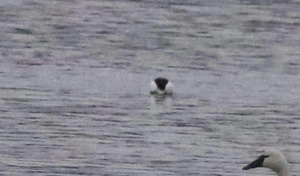 Bufflehead - ML422444431