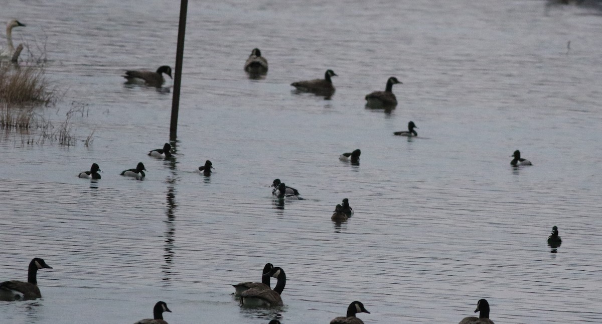 Ring-necked Duck - ML422444671