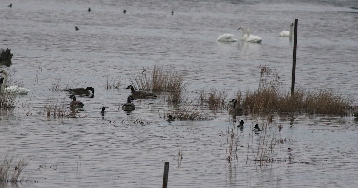 Ring-necked Duck - ML422444691