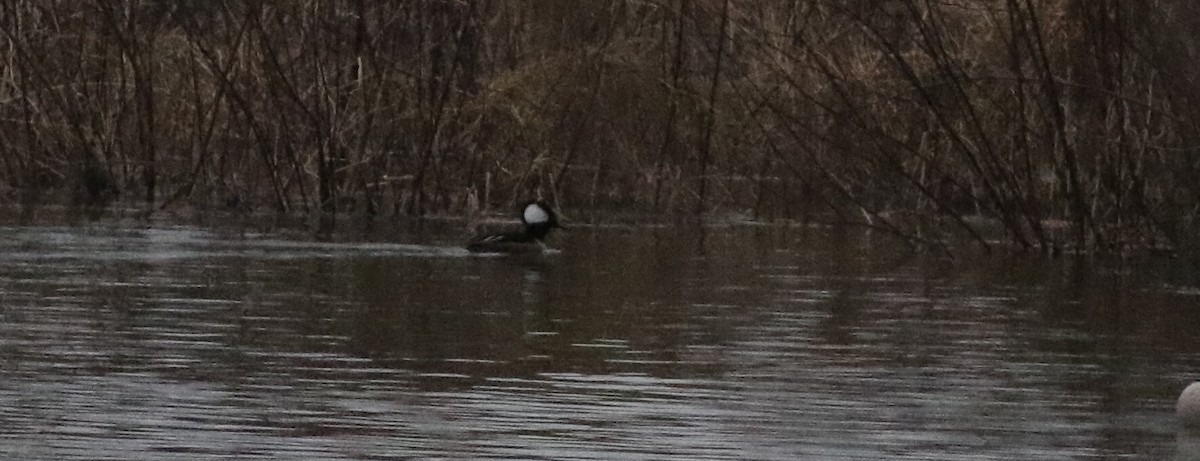 Hooded Merganser - ML422444841
