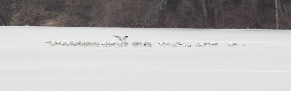 Ring-billed Gull - ML422445631