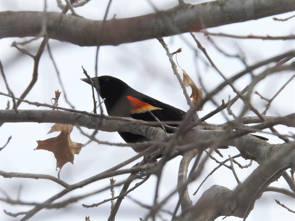 Red-winged Blackbird - Susan Gowen