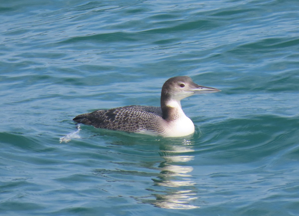 Common Loon - Teresa Noel