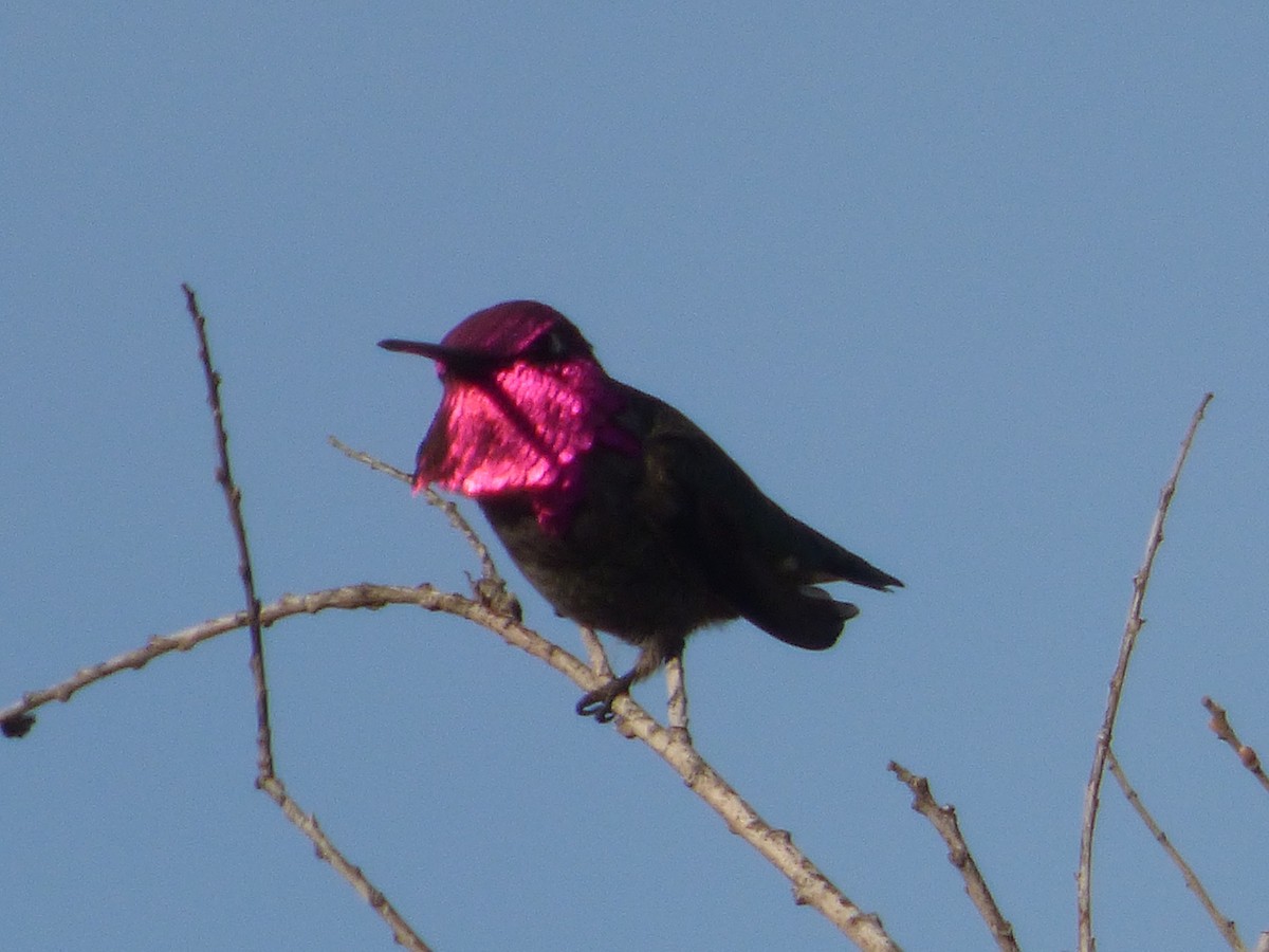 Anna's Hummingbird - ML42244951