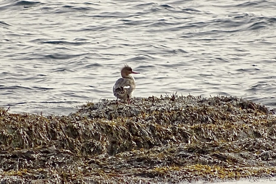Red-breasted Merganser - ML422450871