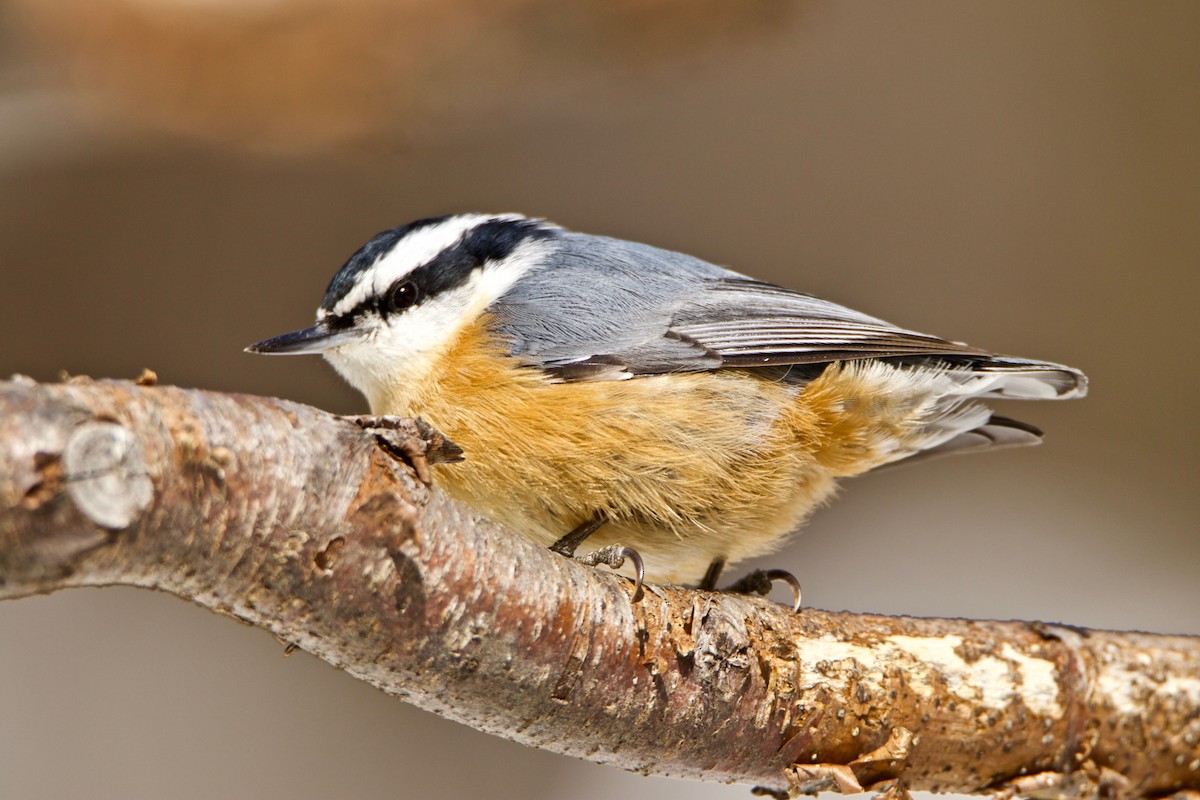 Red-breasted Nuthatch - ML422451181