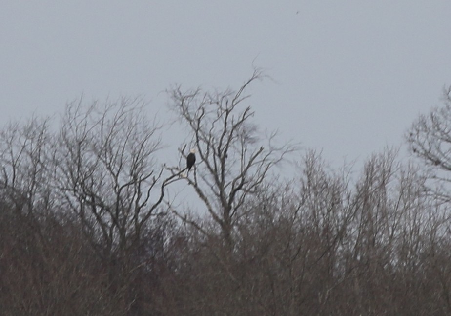 Bald Eagle - ML422451471