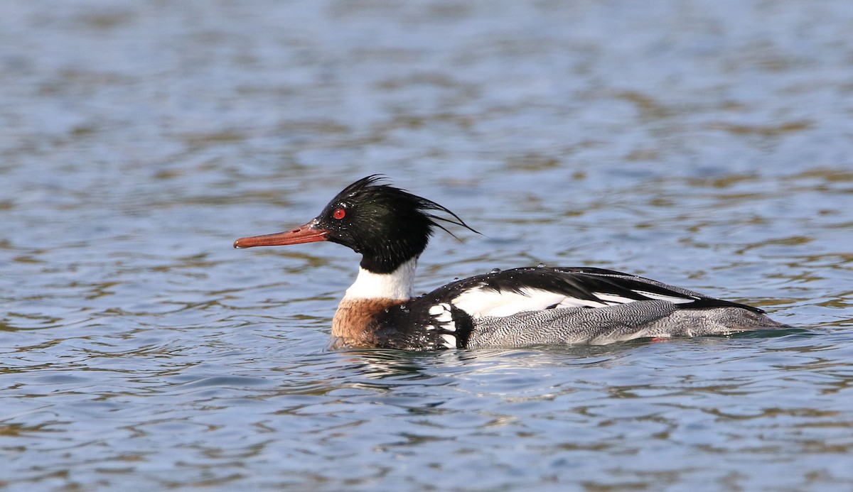 Red-breasted Merganser - ML422451971