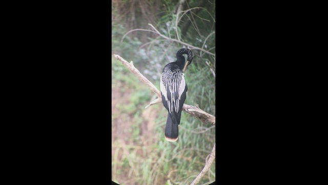 anhinga americká - ML422452061