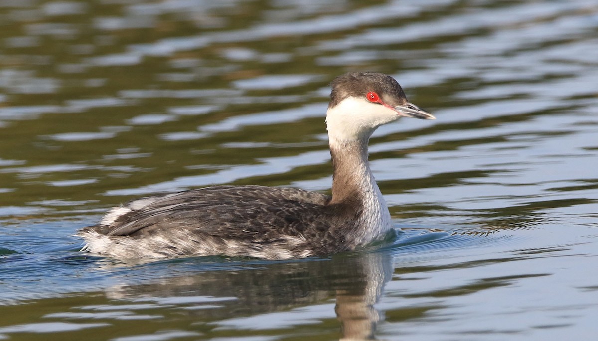 Horned Grebe - Jeff Holmes