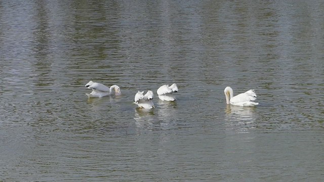 American White Pelican - ML422453071