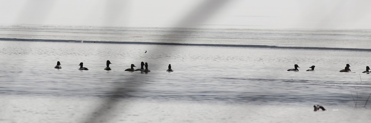 Ring-necked Duck - ML422454021
