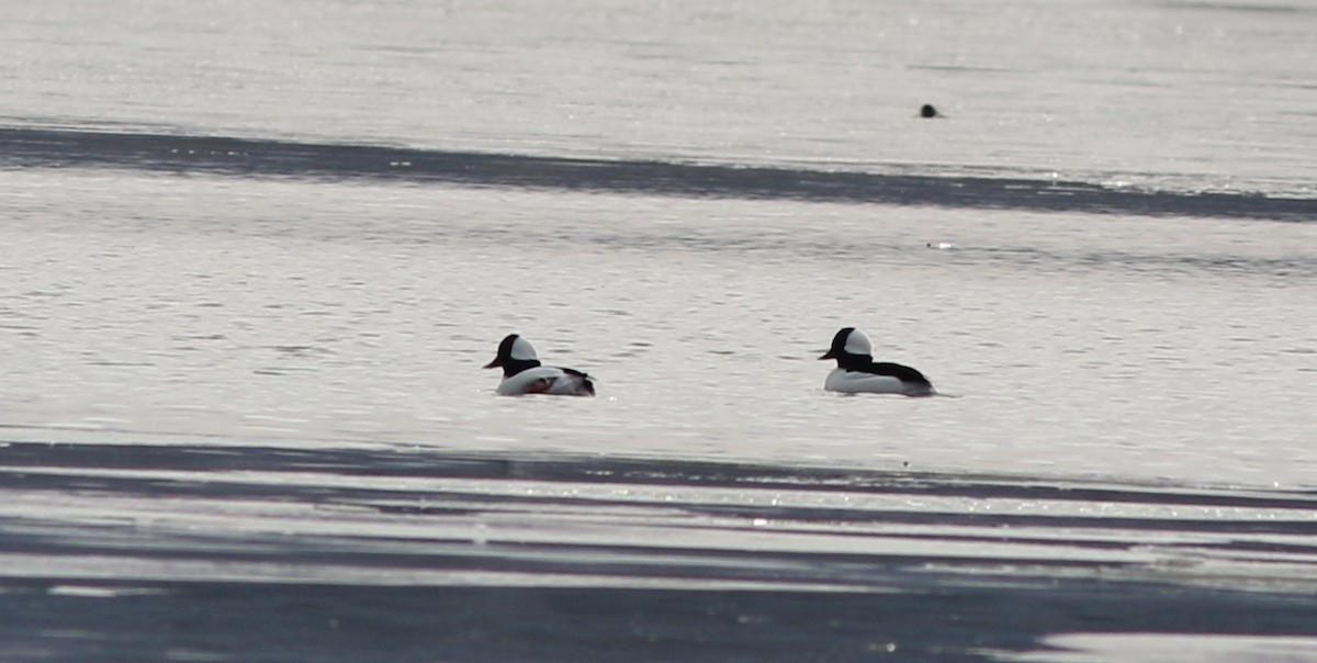Bufflehead - ML422454091