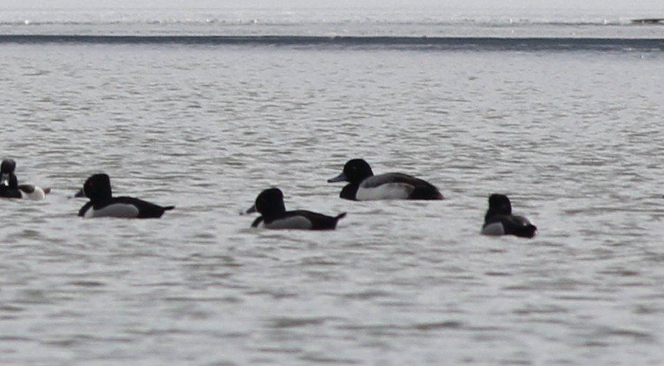 Тэнгисийн шумбуур - ML422454191