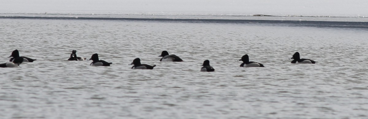 Тэнгисийн шумбуур - ML422454221