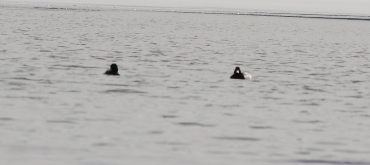 Lesser Scaup - ML422454231