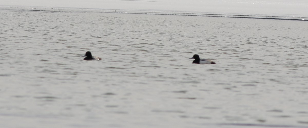 Lesser Scaup - ML422454241