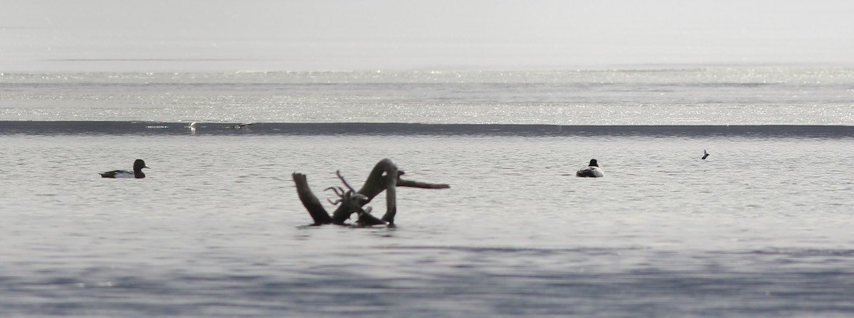 Lesser Scaup - ML422454251