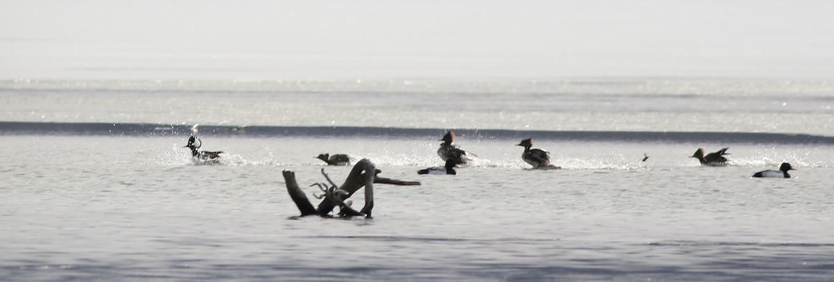 Hooded Merganser - ML422454291
