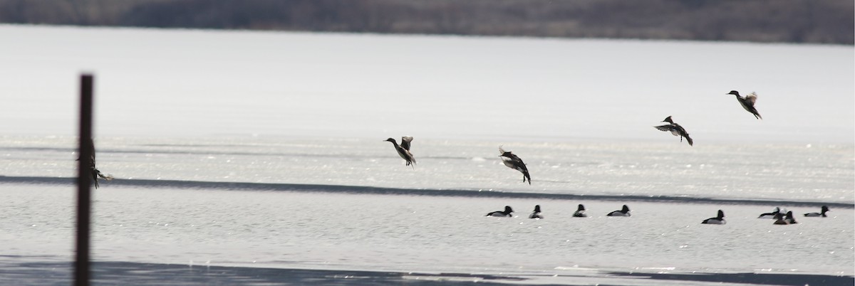 Hooded Merganser - ML422454321