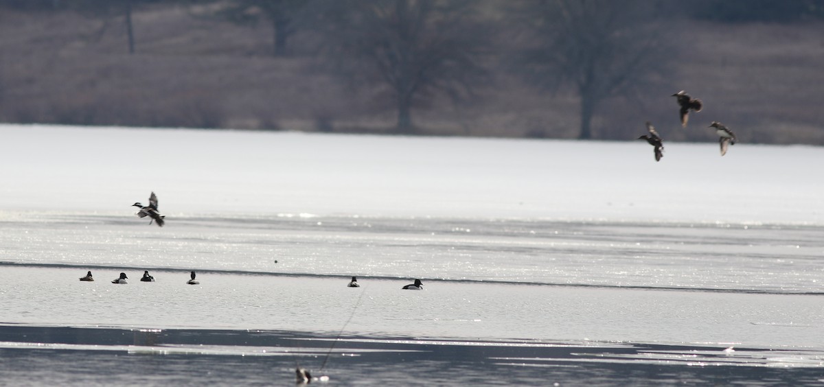 Hooded Merganser - ML422454341