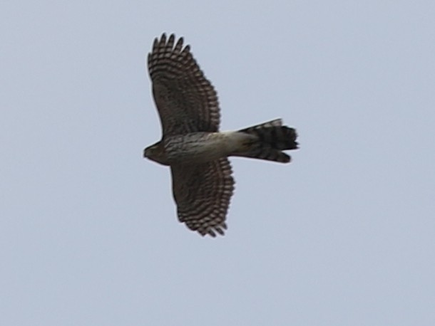 Cooper's Hawk - ML422454411