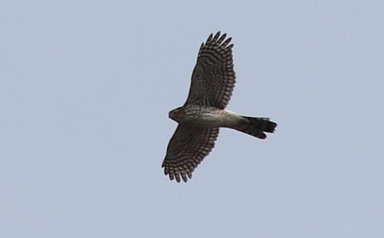 Cooper's Hawk - ML422454431