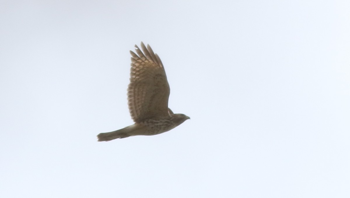 Red-shouldered Hawk - ML422454521