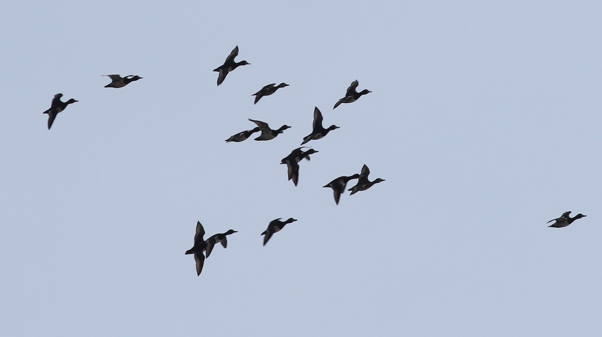 duck sp. - ML422454851