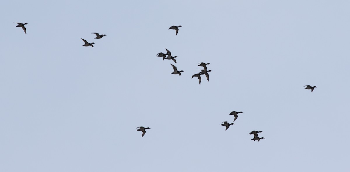 duck sp. - ML422454861