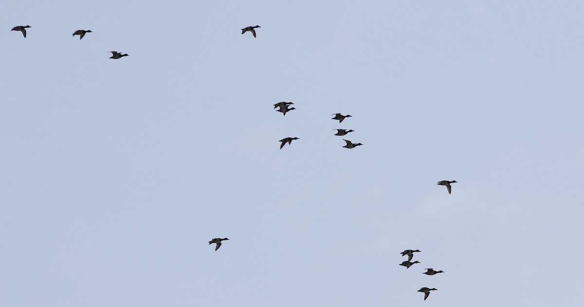 duck sp. - ML422454901