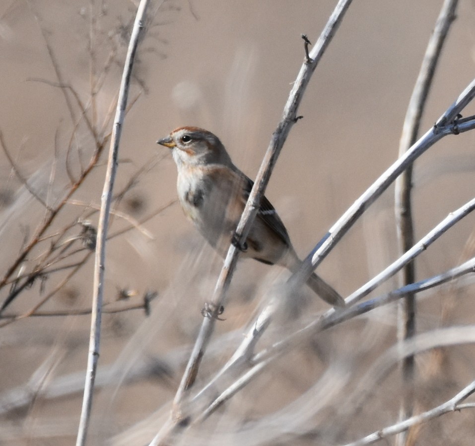 American Tree Sparrow - ML422455061