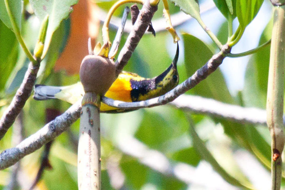 Palawan Sunbird - Sue Wright