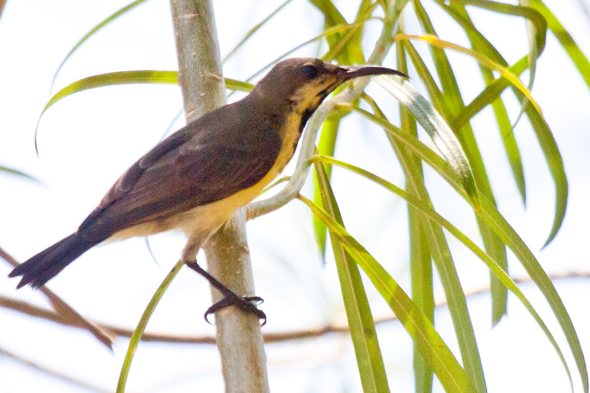 Palawan Sunbird - Sue Wright