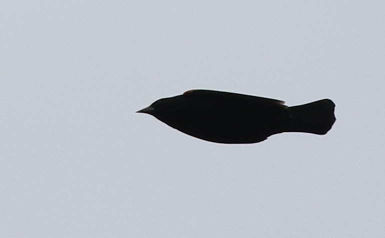 Red-winged Blackbird - ML422457121