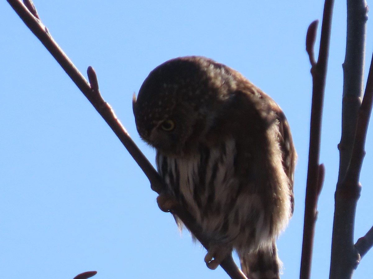 Northern Pygmy-Owl - ML422459051