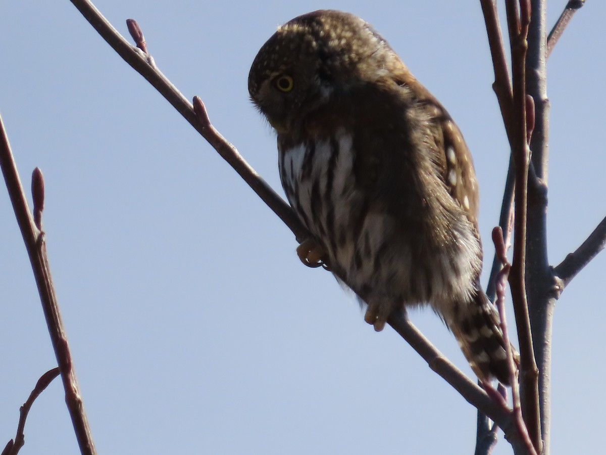 Northern Pygmy-Owl - ML422459081