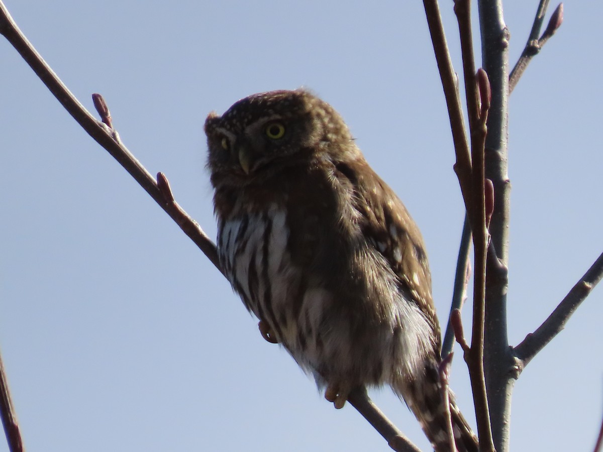 Northern Pygmy-Owl - ML422459101