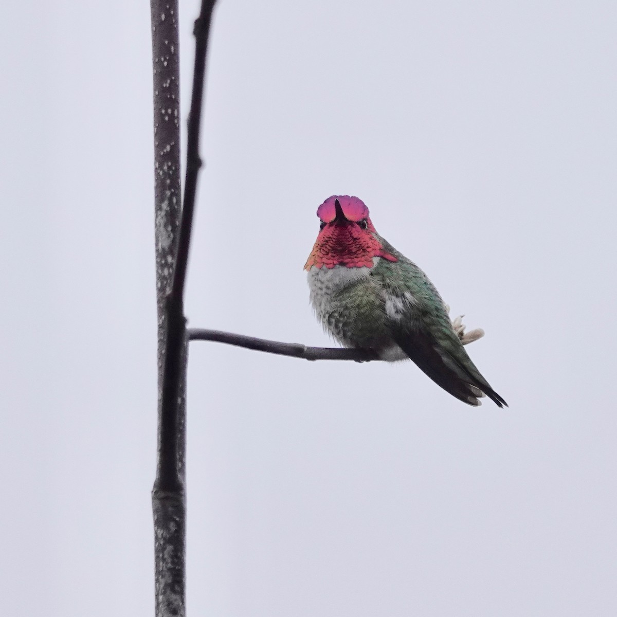 Anna's Hummingbird - ML422459171