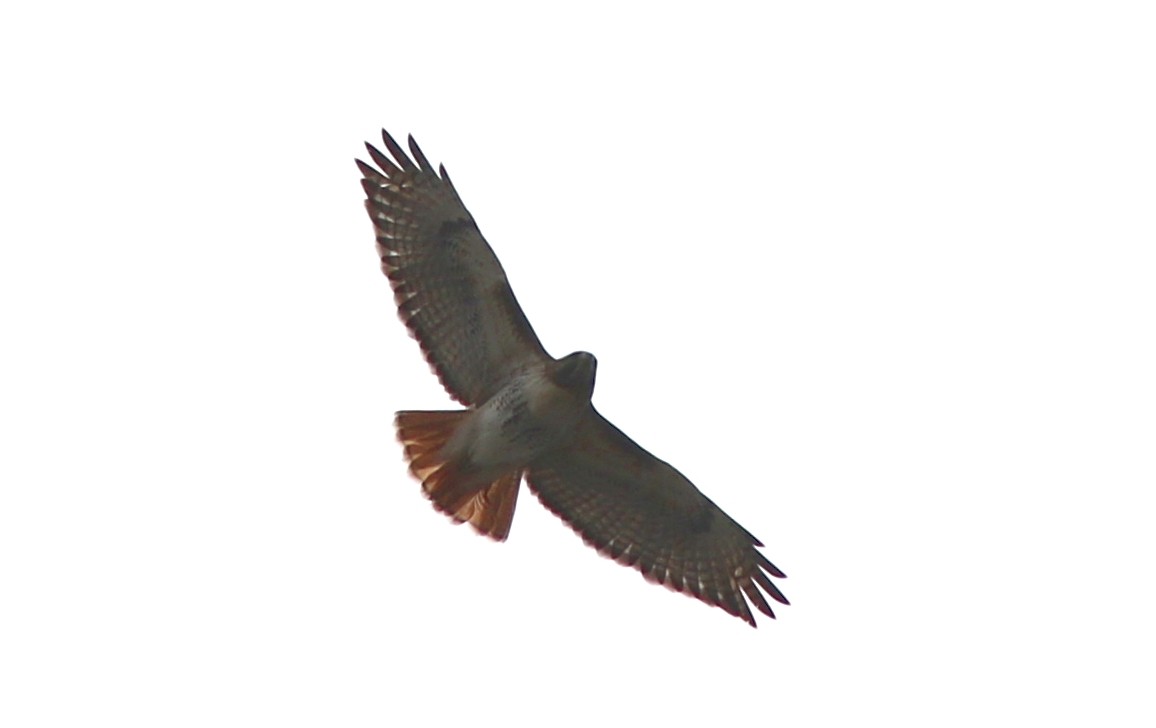 Red-tailed Hawk - ML422459901