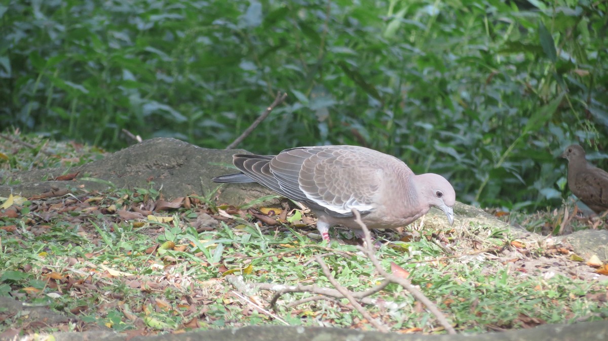 Picazuro Pigeon - ML422462321