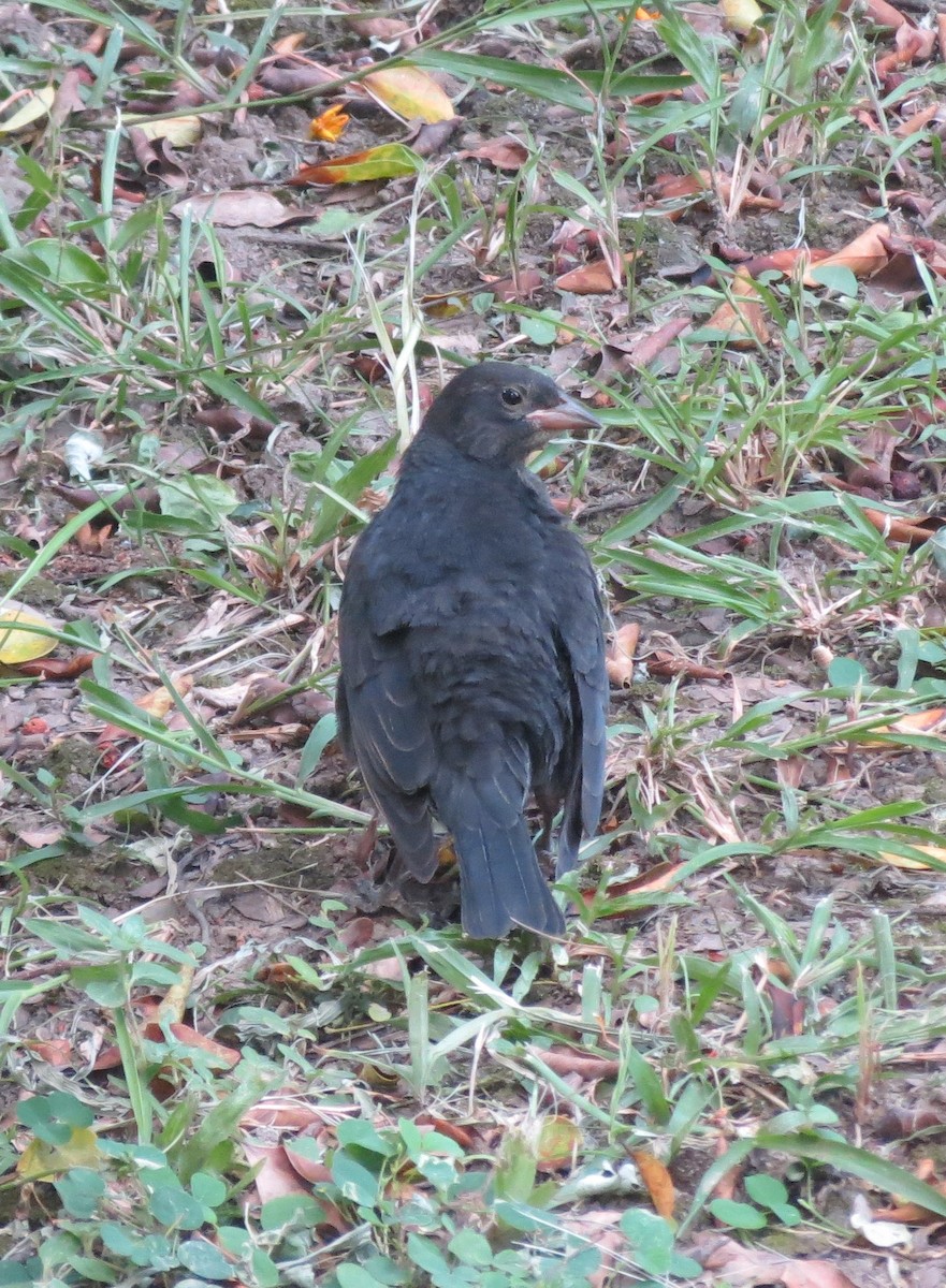 Shiny Cowbird - ML422463041