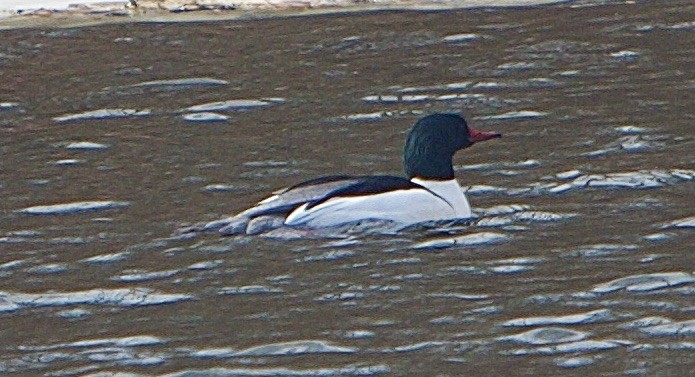 Common Merganser - ML422463391