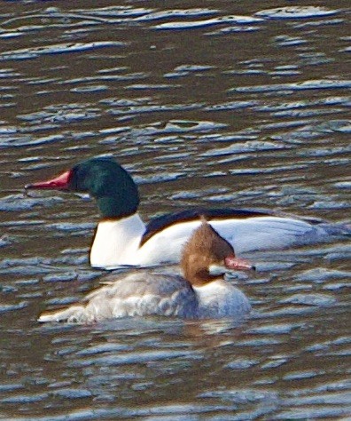 Common Merganser - ML422463451